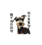 The Life of schnauzer girl mei（個別スタンプ：40）