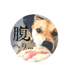 ちょこさんぽ（個別スタンプ：33）