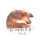 ちょこさんぽ（個別スタンプ：36）