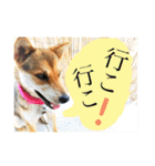 ちょこさんぽ（個別スタンプ：37）