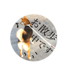 ちょこさんぽ（個別スタンプ：38）