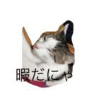 のんびり猫A（個別スタンプ：1）