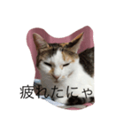 のんびり猫A（個別スタンプ：2）