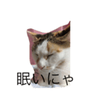 のんびり猫A（個別スタンプ：3）