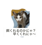 のんびり猫A（個別スタンプ：4）