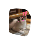 のんびり猫A（個別スタンプ：5）