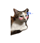 のんびり猫A（個別スタンプ：7）
