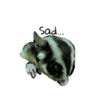 Cute Sugar glider diary.（個別スタンプ：12）