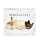 ミルキー、ルナ、ひま、そしてお友達（個別スタンプ：3）