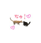 にゃんちぃの！（個別スタンプ：1）