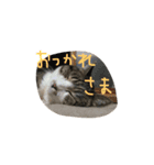 にゃんちぃの！（個別スタンプ：9）