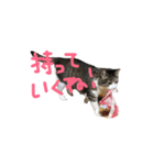にゃんちぃの！（個別スタンプ：13）