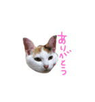 にゃんちぃの！（個別スタンプ：16）