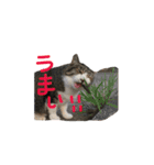 にゃんちぃの！（個別スタンプ：18）