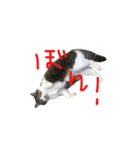 にゃんちぃの！（個別スタンプ：21）