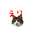 にゃんちぃの！（個別スタンプ：22）