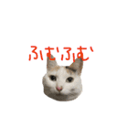 にゃんちぃの！（個別スタンプ：23）