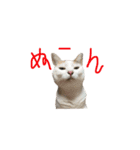 にゃんちぃの！（個別スタンプ：24）