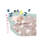 BuBu's Lifestyle（個別スタンプ：11）