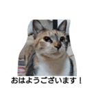 SUMISHIRO4（個別スタンプ：1）