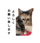 SUMISHIRO4（個別スタンプ：2）