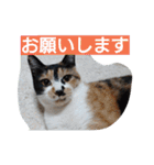 SUMISHIRO4（個別スタンプ：3）