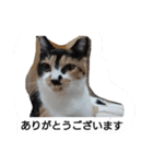 SUMISHIRO4（個別スタンプ：4）