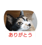 SUMISHIRO4（個別スタンプ：5）