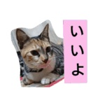 SUMISHIRO4（個別スタンプ：6）
