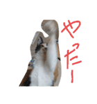 SUMISHIRO4（個別スタンプ：7）
