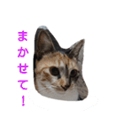 SUMISHIRO4（個別スタンプ：8）