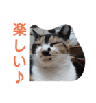 SUMISHIRO4（個別スタンプ：9）