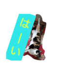 SUMISHIRO4（個別スタンプ：11）