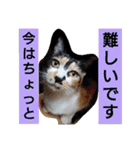SUMISHIRO4（個別スタンプ：14）