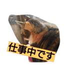 SUMISHIRO4（個別スタンプ：16）