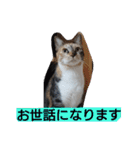 SUMISHIRO4（個別スタンプ：17）