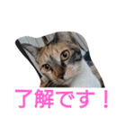 SUMISHIRO4（個別スタンプ：18）