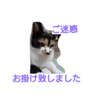 SUMISHIRO4（個別スタンプ：21）