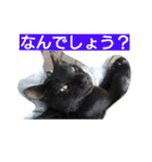 SUMISHIRO4（個別スタンプ：22）