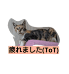 SUMISHIRO4（個別スタンプ：23）