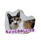 SUMISHIRO4（個別スタンプ：25）
