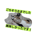 SUMISHIRO4（個別スタンプ：26）