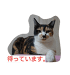 SUMISHIRO4（個別スタンプ：27）