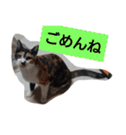 SUMISHIRO4（個別スタンプ：29）