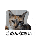 SUMISHIRO4（個別スタンプ：30）