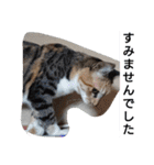SUMISHIRO4（個別スタンプ：31）