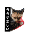 SUMISHIRO4（個別スタンプ：32）