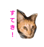 SUMISHIRO4（個別スタンプ：33）