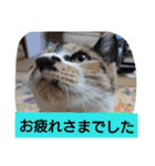 SUMISHIRO4（個別スタンプ：34）