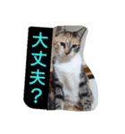 SUMISHIRO4（個別スタンプ：35）